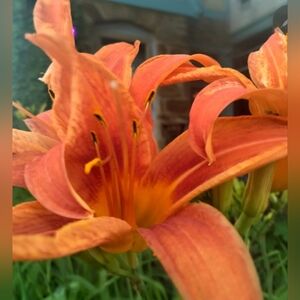 Mature lilly bulbis (4)